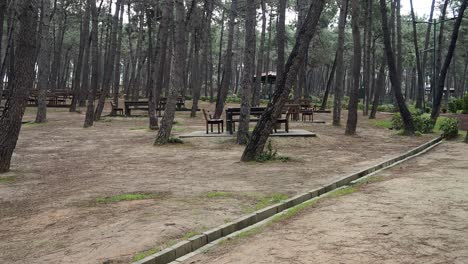 empty picnic area in a pine forest