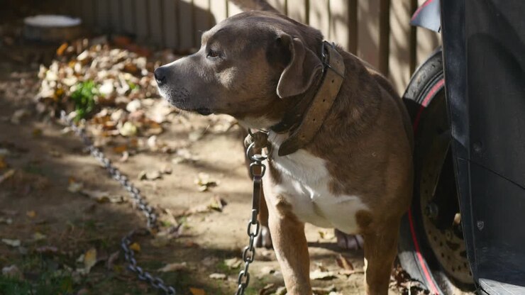 Dog on a chain, the dog next to the booth, the dog in the yard. Guard dog on a chain in the village. Cute country attached with short chain to its kennel