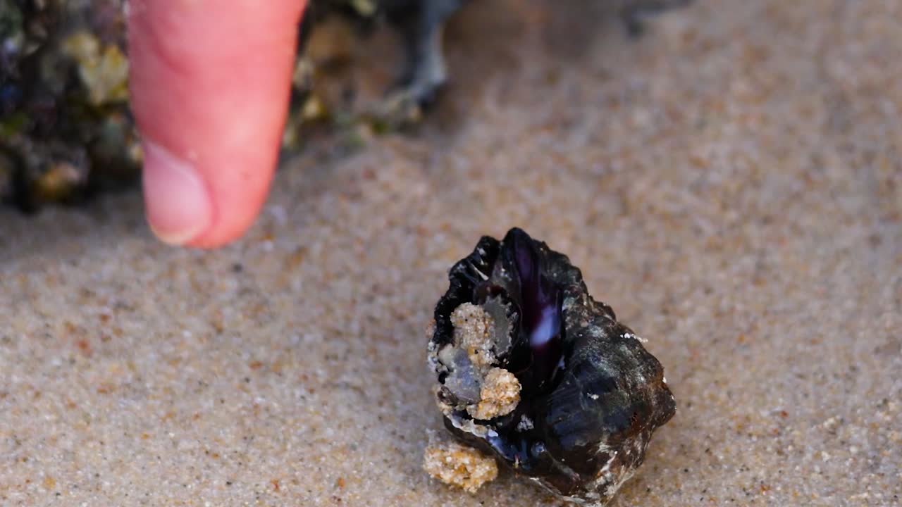 A person's finger gently touches a textured dark seashell resting on the sandy shore
