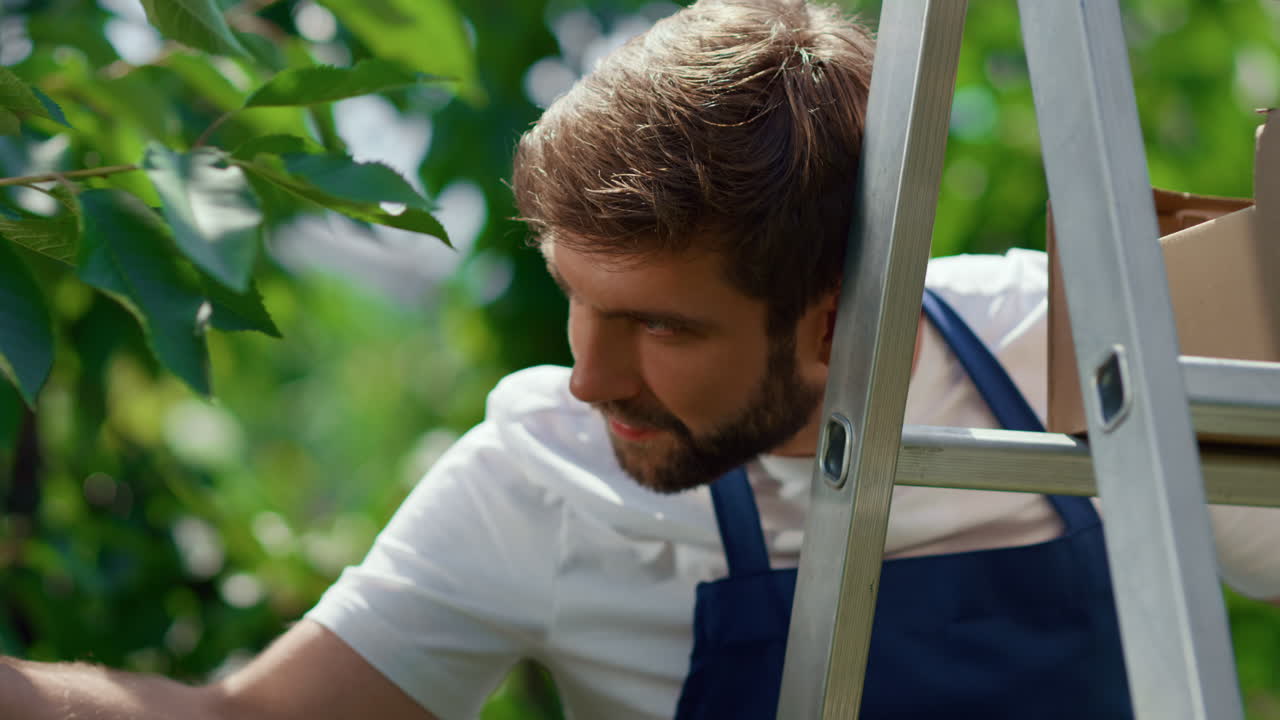 웃는 정원사 는 나무 농지 에서  ⁇ 은 신선 한 체리 를 수집 하고 있다
