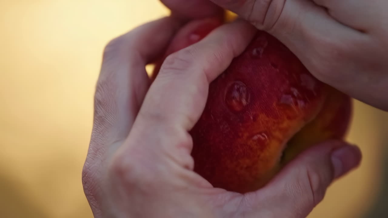 Mani che tengono una pesca bagnata