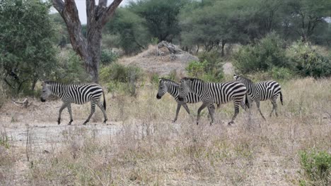 wild zebras crossing in the savanna of tanzania