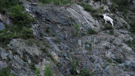 Mountain-Goat-Eats-Plants-on-Side-of-Mountain