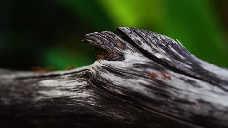 Incredible-scene-of-red-ants-walking-on-wood