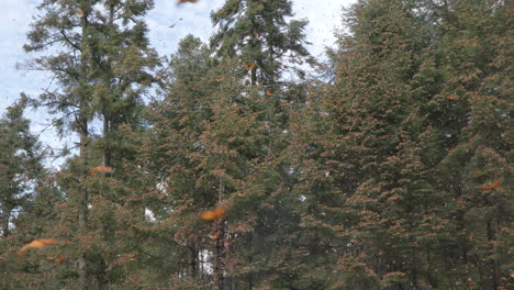 a monarch butterfly swarm in slow motion