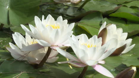 beautiful white water lilies in a pond