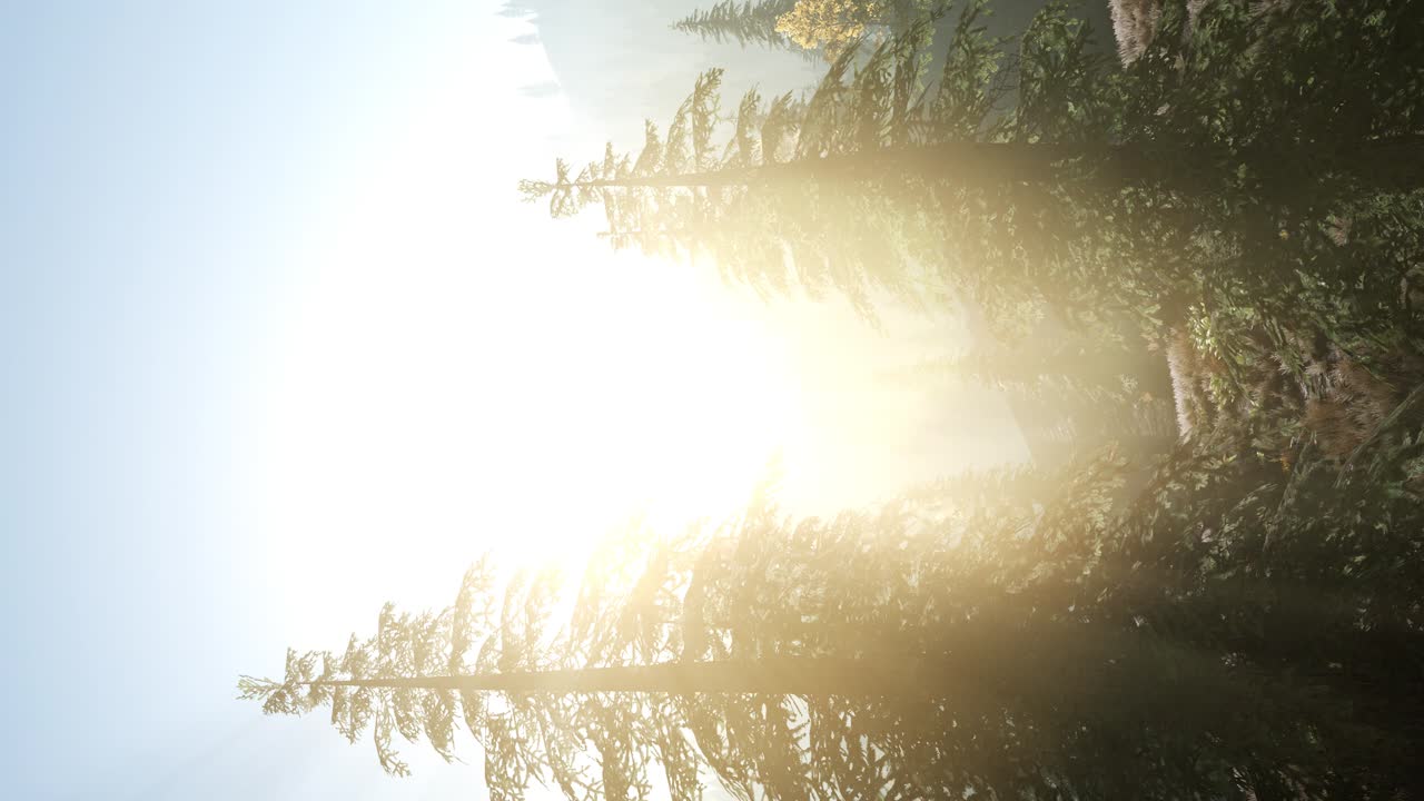 이른 아침 빛과 안개가 나무들을 가로질러 떠다니고 있습니다.