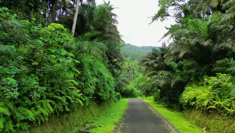 descending backwards over a road surrounded by forest in são tomé e principe,africa