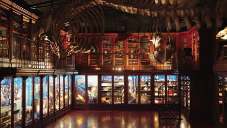 vintage natural history museum interior