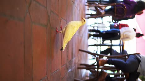 toma en cámara lenta de una paloma caminando sobre un piso naranja en un restaurante con gente sentada