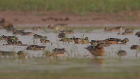 flock of ducks feeding in wetland