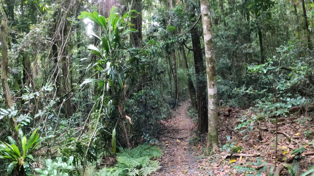 울창 한 숲 에서 외 길 을 따라 산책 하는 것