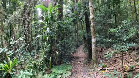 un paseo por un camino aislado en un bosque exuberante