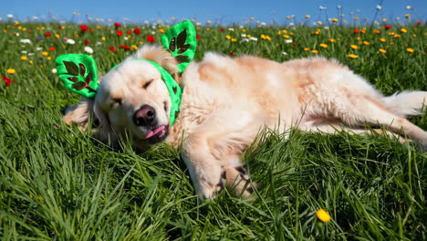 a golden retriever dog wearing green ears lies happily in a field of colorful wildflowers