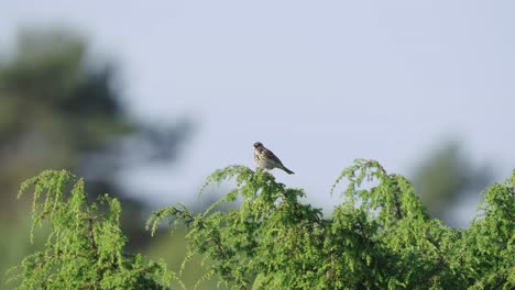 Pájaro-De-Campo-Donde-Se-Posan-En-La-Rama-De-Un-árbol-Con-Fondo-Bokeh