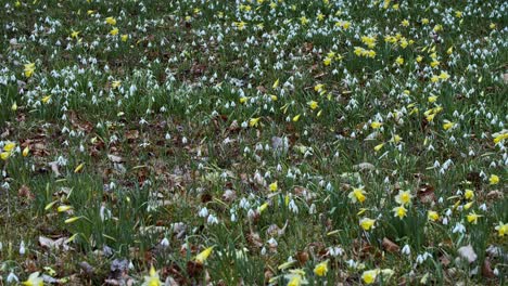 un campo lleno de flores de narciso en flor