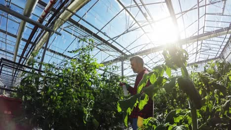 Greenhouse-worker-watering-plants-4k