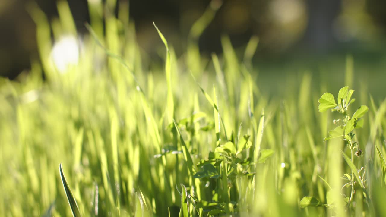 Mentre soffia una brezza, le foglie ondeggiano alla luce del sole, e la messa a fuoco si sposta per evidenziare una pianta.