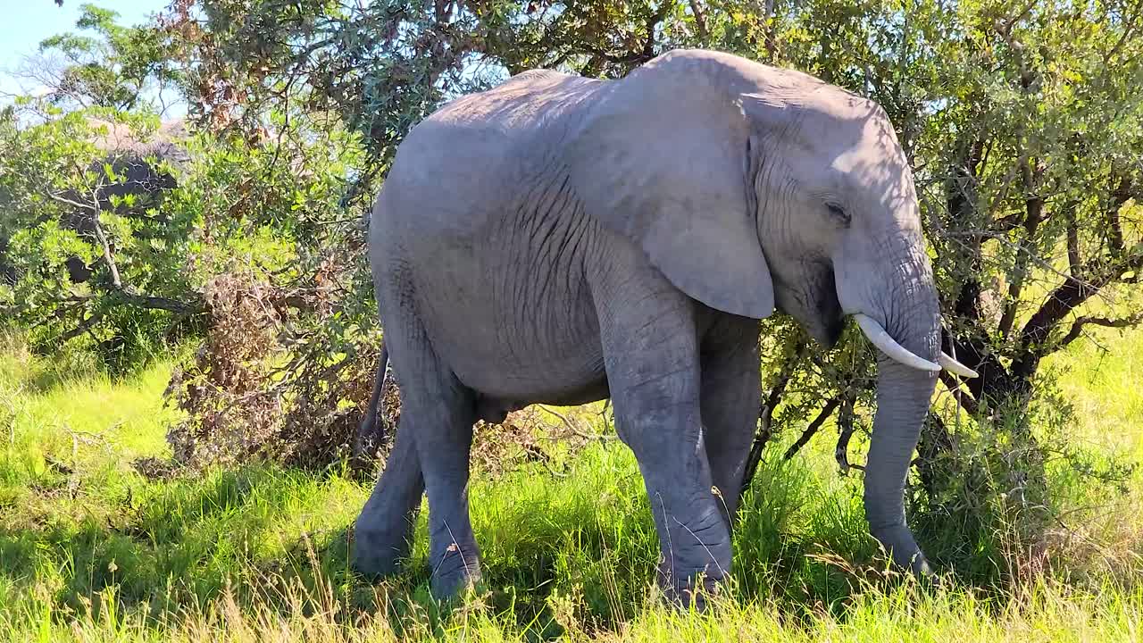 un joven elefante macho africano es parte de un rebaño que pasta en las praderas de la sabana