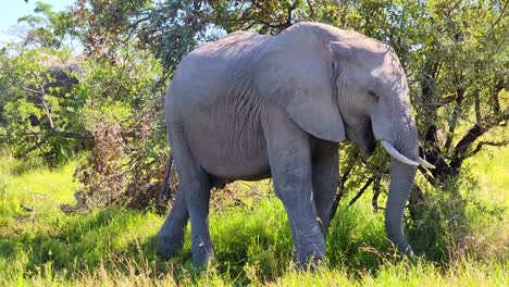 A-young-African-male-elephant-is-part-of-a-herd-grazing-on-savanna-grasslands