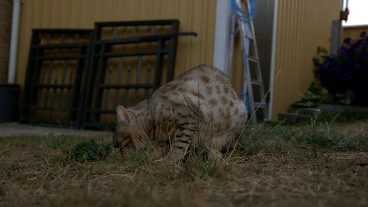 un gato de bengala de nieve tirado en la hierba