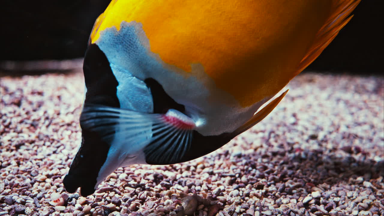 Close up of a Blotched foxface fish swimming near coral reefs