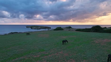 horses grazing on coastal farmland in spain