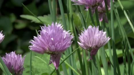 chives in flower in late spring. uk