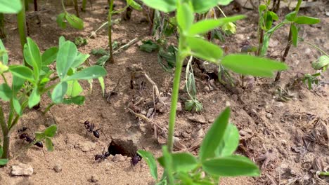 slow zoom out from the entrance to the anthill under a green leaves plants