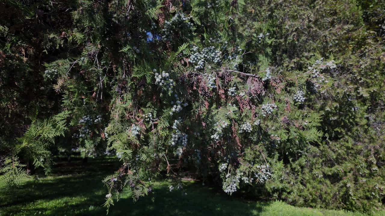 Juniper branches with berries in sunlight