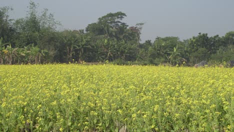 Senfblumen-Blühen-Auf-Dem-Weiten-Feld