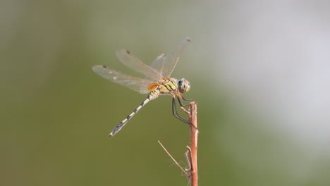 libélula - viento -aire -fuerza