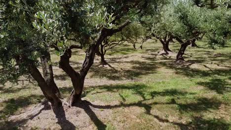 Mehrere-Olivenbäume-Mit-Rustikalen-Alten,-Schönen-Stämmen-Im-Sonnenschein-In-Der-Provence-In-Südfrankreich