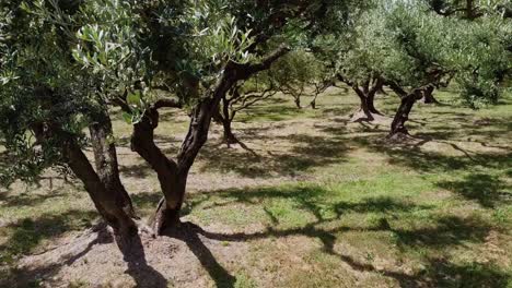 several olive trees with rustic old beautiful trunks in sunshine in the provance of southern france