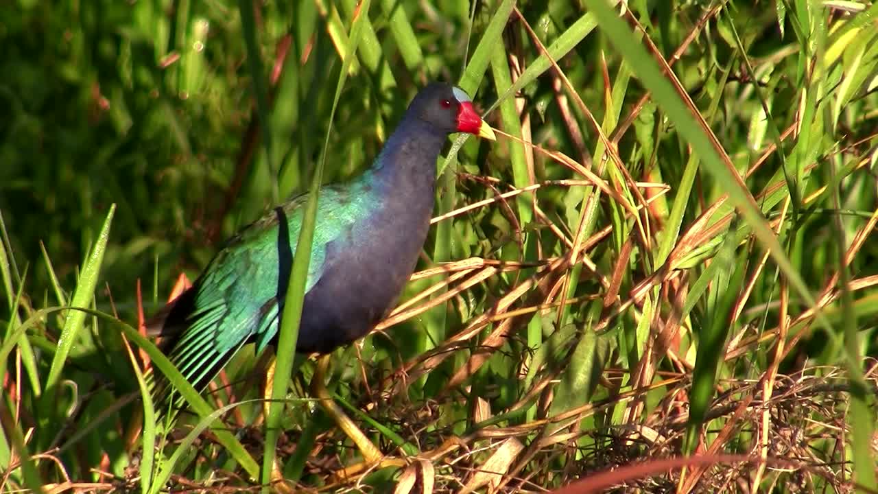 늪의 갈리눌레 1