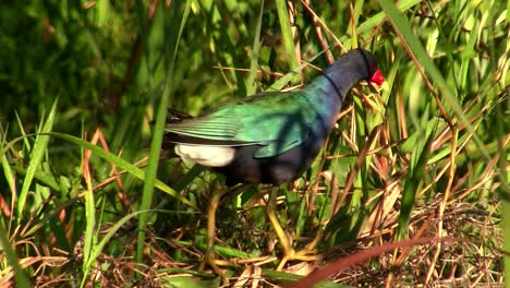 A-gallinule-in-a-swamp-1