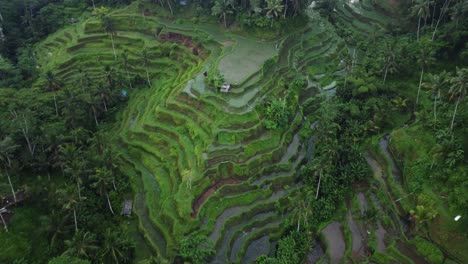 orbital drone shot over tegalalang rice terrace fields in bali, indonesia