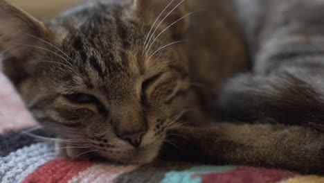 close up of a sleeping cat, opening an eye, looking moody