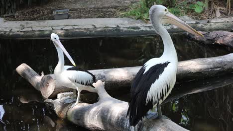 pelicans standing on logs above pond in tropical wildlife habitat