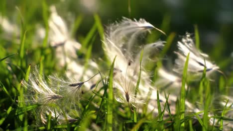 delicate seeds dancing in the green grass: a serene close-up capturing nature's beauty and the gentle breeze at play