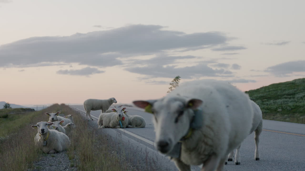양과 양자가 카메라를 향해 고 있는 도로에 있는 양 의 클로즈업