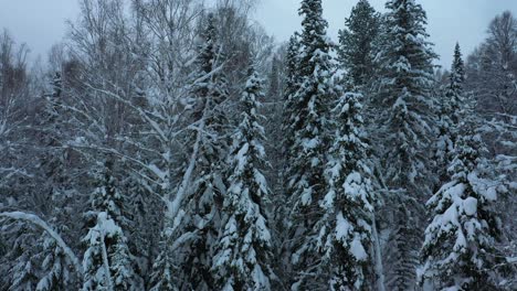 snowy winter forest