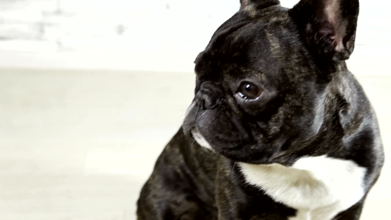 동물 품종: 프랑스 불도그 좌석