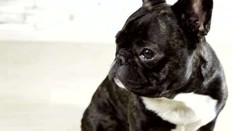 animal dog breed french bulldog sitting