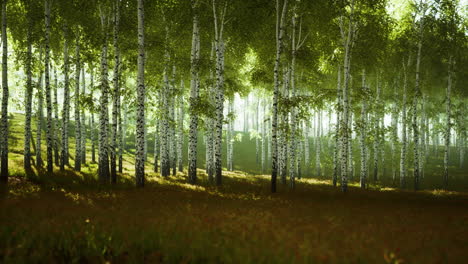 bosque de abedul veraniego durante un amanecer brumoso
