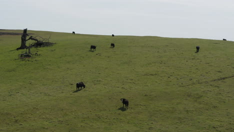 Gruppe-Von-Kühen,-Die-Auf-Grünem-Weideland-Grasen