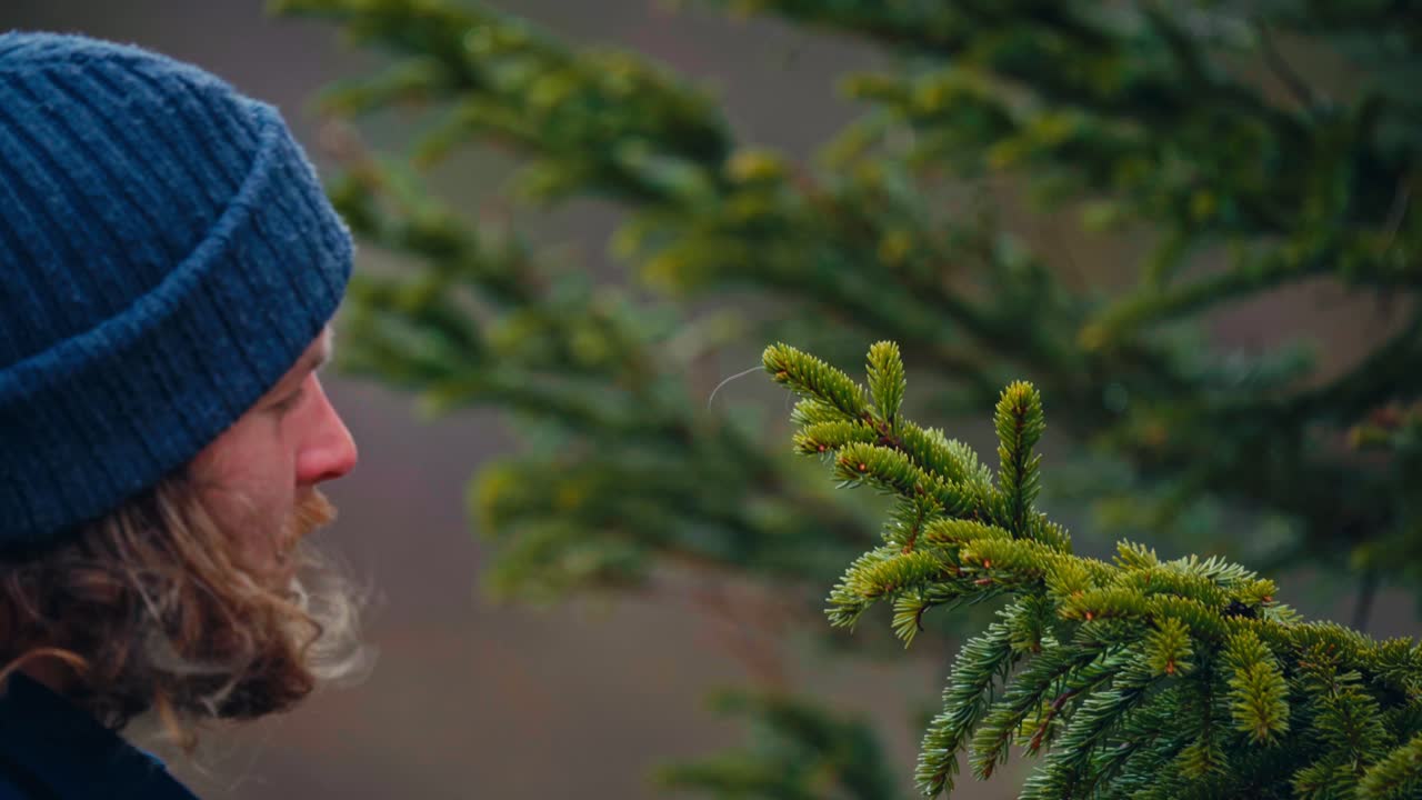 A Man is Harvesting Fresh Pine Tips With Pruning Shears in the Forest at Reinsjøen, Åfjord, Norway - Close Up