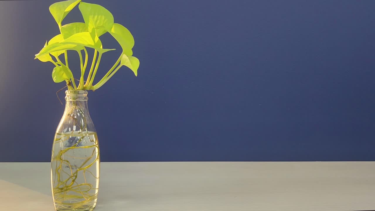 Aesthetic close-up of vibrant green money plant in transparent glass bottle with visible roots. set against modern blue background. indoor decor for eco-friendly, nature and home design themes.