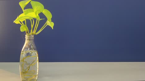 aesthetic close-up of vibrant green money plant in transparent glass bottle with visible roots. set against modern blue background. indoor decor for eco-friendly, nature and home design themes.