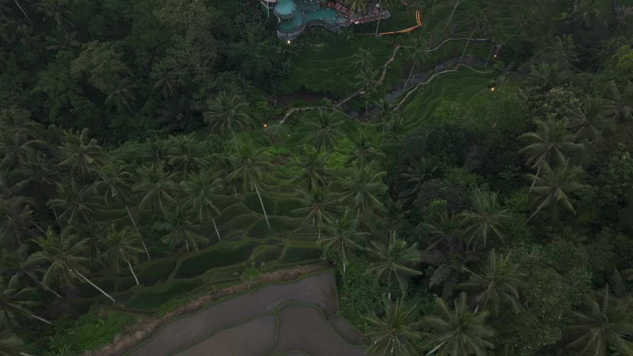 Vivaci terrazzamenti di riso con palme, piscina ad Alas Harum, Indonesia